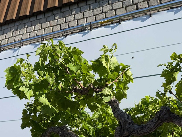 Druivenplant hoog - vitis vinifera - hoogte ca. 250 cm - afbeelding 4 van  4