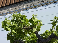 Druivenplant hoog - vitis vinifera - hoogte ca. 250 cm - afbeelding 4 van  4