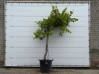 Druivenplant hoog - vitis vinifera - hoogte ca. 250 cm