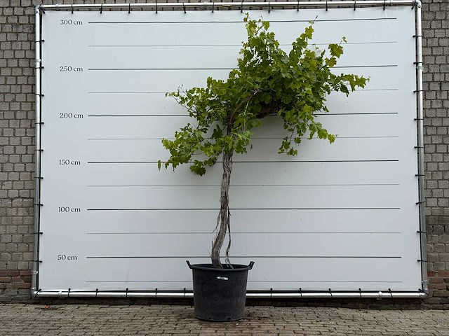 Druivenplant hoog - vitis vinifera - hoogte ca. 250 cm - afbeelding 2 van  6
