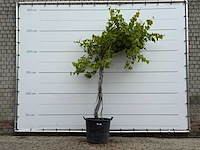 Druivenplant hoog - vitis vinifera - hoogte ca. 250 cm - afbeelding 2 van  6