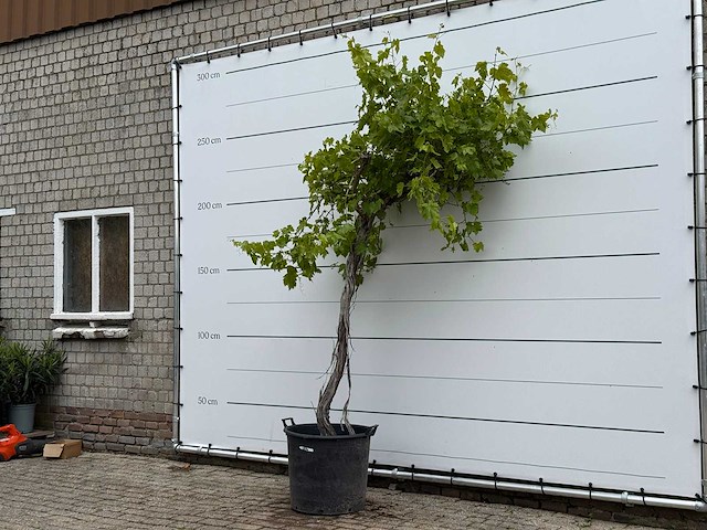 Druivenplant hoog - vitis vinifera - hoogte ca. 250 cm - afbeelding 3 van  6