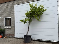 Druivenplant hoog - vitis vinifera - hoogte ca. 250 cm - afbeelding 3 van  6