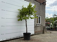 Druivenplant hoog - vitis vinifera - hoogte ca. 250 cm - afbeelding 4 van  6
