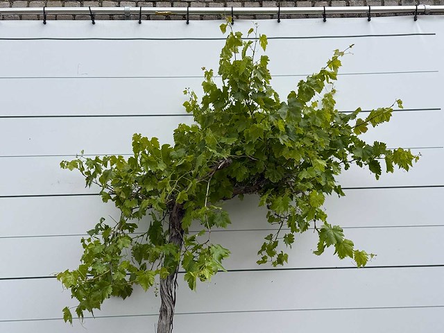 Druivenplant hoog - vitis vinifera - hoogte ca. 250 cm - afbeelding 5 van  6
