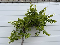 Druivenplant hoog - vitis vinifera - hoogte ca. 250 cm - afbeelding 5 van  6