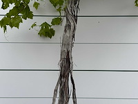 Druivenplant hoog - vitis vinifera - hoogte ca. 250 cm - afbeelding 6 van  6