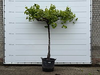 Druivenplant hoog - vitis vinifera - hoogte ca. 250 cm