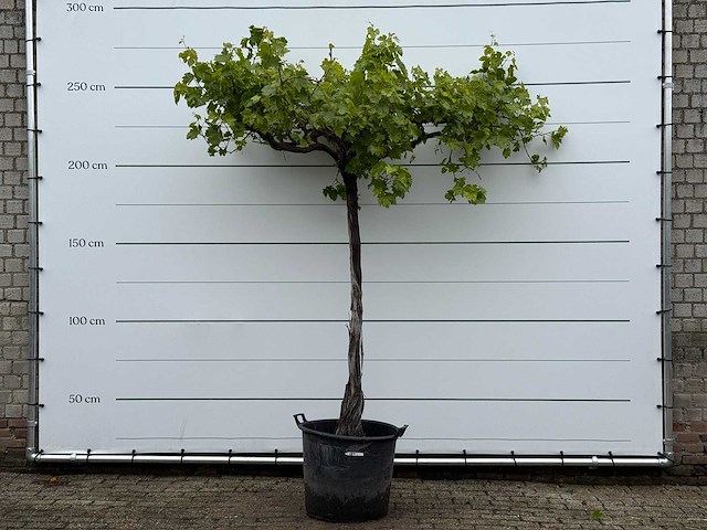 Druivenplant hoog - vitis vinifera - hoogte ca. 250 cm - afbeelding 2 van  6