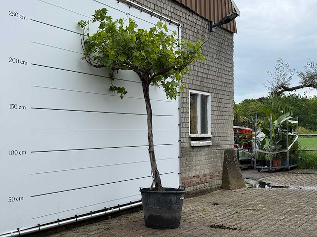 Druivenplant hoog - vitis vinifera - hoogte ca. 250 cm - afbeelding 3 van  6