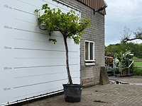 Druivenplant hoog - vitis vinifera - hoogte ca. 250 cm - afbeelding 3 van  6
