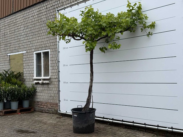 Druivenplant hoog - vitis vinifera - hoogte ca. 250 cm - afbeelding 4 van  6