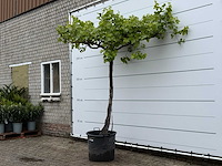 Druivenplant hoog - vitis vinifera - hoogte ca. 250 cm - afbeelding 4 van  6