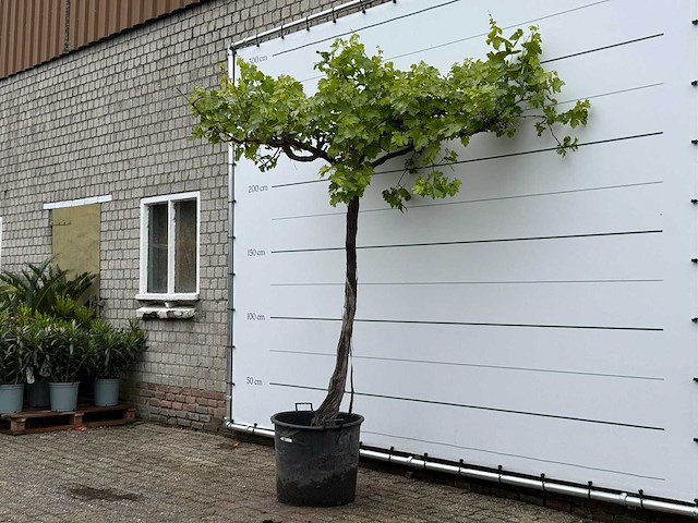 Druivenplant hoog - vitis vinifera - hoogte ca. 250 cm - afbeelding 5 van  6