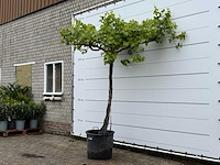 Druivenplant hoog - vitis vinifera - hoogte ca. 250 cm - afbeelding 5 van  6