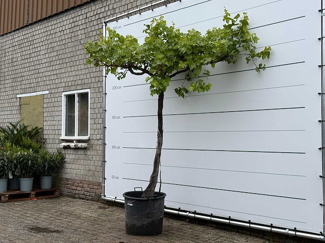 Druivenplant hoog - vitis vinifera - hoogte ca. 250 cm - afbeelding 6 van  6
