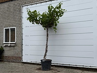 Druivenplant hoog - vitis vinifera - hoogte ca. 260 cm