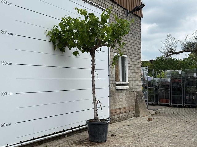 Druivenplant hoog - vitis vinifera - hoogte ca. 260 cm - afbeelding 2 van  3
