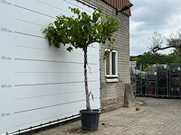Druivenplant hoog - vitis vinifera - hoogte ca. 260 cm - afbeelding 2 van  3