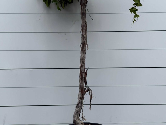 Druivenplant hoog - vitis vinifera - hoogte ca. 260 cm - afbeelding 3 van  3
