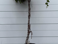Druivenplant hoog - vitis vinifera - hoogte ca. 260 cm - afbeelding 3 van  3