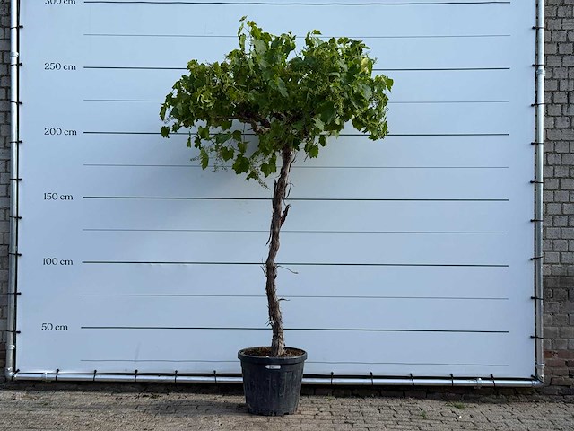 Druivenplant hoog - vitis vinifera - hoogte ca. 260 cm - afbeelding 1 van  3