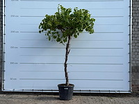 Druivenplant hoog - vitis vinifera - hoogte ca. 260 cm - afbeelding 1 van  3