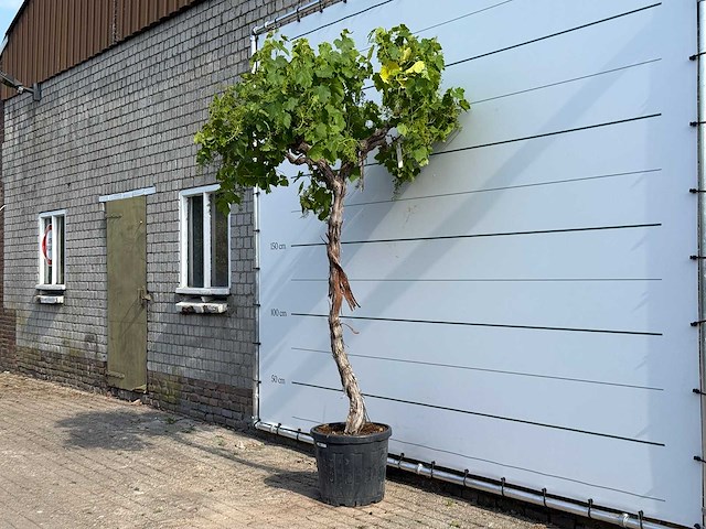 Druivenplant hoog - vitis vinifera - hoogte ca. 260 cm - afbeelding 2 van  3