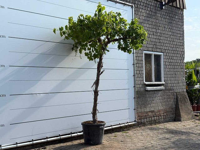 Druivenplant hoog - vitis vinifera - hoogte ca. 260 cm - afbeelding 3 van  3