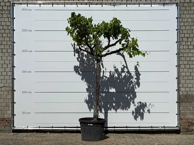 Druivenplant hoog - vitis vinifera - hoogte ca. 280 cm - afbeelding 1 van  2