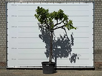 Druivenplant hoog - vitis vinifera - hoogte ca. 280 cm