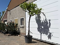 Druivenplant hoog - vitis vinifera - hoogte ca. 280 cm - afbeelding 2 van  2