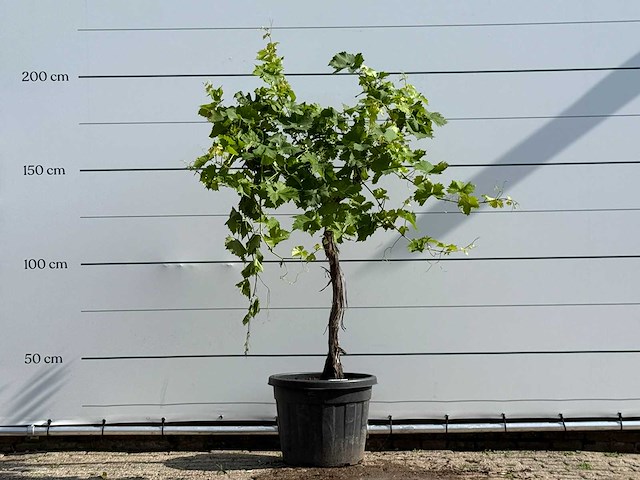 Druivenplant hoogstam - vitis vinifera - hoogte ca. 200 cm - afbeelding 1 van  5