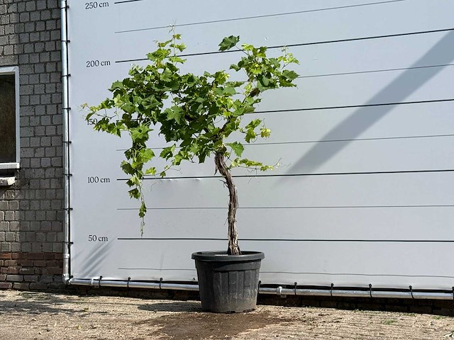 Druivenplant hoogstam - vitis vinifera - hoogte ca. 200 cm - afbeelding 2 van  5