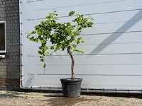 Druivenplant hoogstam - vitis vinifera - hoogte ca. 200 cm - afbeelding 2 van  5