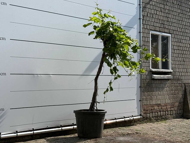 Druivenplant hoogstam - vitis vinifera - hoogte ca. 200 cm - afbeelding 3 van  5
