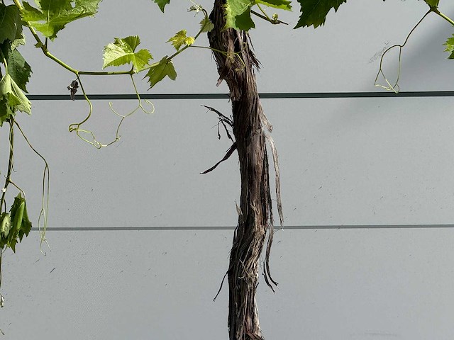 Druivenplant hoogstam - vitis vinifera - hoogte ca. 200 cm - afbeelding 4 van  5