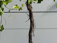 Druivenplant hoogstam - vitis vinifera - hoogte ca. 200 cm - afbeelding 4 van  5
