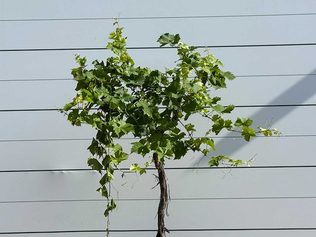 Druivenplant hoogstam - vitis vinifera - hoogte ca. 200 cm - afbeelding 5 van  5