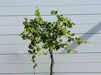 Druivenplant hoogstam - vitis vinifera - hoogte ca. 200 cm - afbeelding 5 van  5
