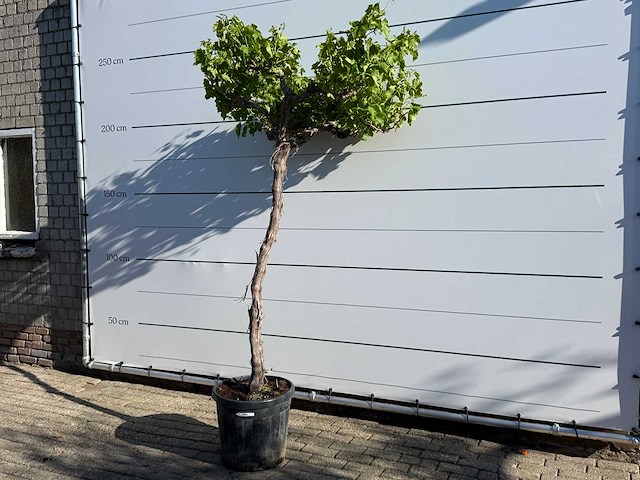 Druivenplant hoogstam - vitis vinifera - hoogte ca. 250 cm - afbeelding 2 van  4