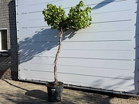 Druivenplant hoogstam - vitis vinifera - hoogte ca. 250 cm - afbeelding 2 van  4