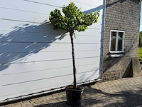 Druivenplant hoogstam - vitis vinifera - hoogte ca. 250 cm - afbeelding 3 van  4