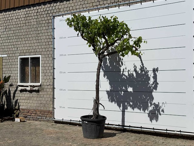 Druivenplant hoogstam - vitis vinifera - hoogte ca. 250 cm - afbeelding 2 van  5