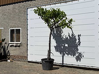 Druivenplant hoogstam - vitis vinifera - hoogte ca. 250 cm - afbeelding 2 van  5