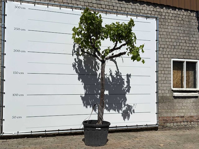 Druivenplant hoogstam - vitis vinifera - hoogte ca. 250 cm - afbeelding 3 van  5