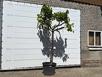 Druivenplant hoogstam - vitis vinifera - hoogte ca. 250 cm - afbeelding 3 van  5