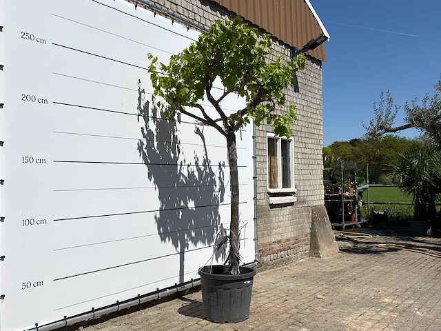 Druivenplant hoogstam - vitis vinifera - hoogte ca. 250 cm - afbeelding 4 van  5