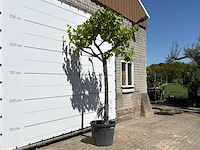 Druivenplant hoogstam - vitis vinifera - hoogte ca. 250 cm - afbeelding 4 van  5