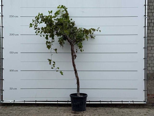 Druivenplant hoogstam - vitis vinifera - hoogte ca. 250 cm - afbeelding 1 van  3